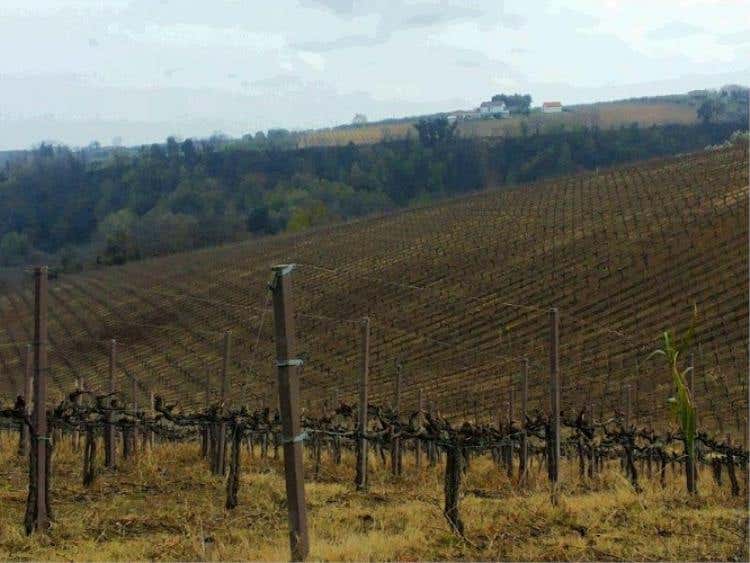 Vigneti con vista sulla Maiella